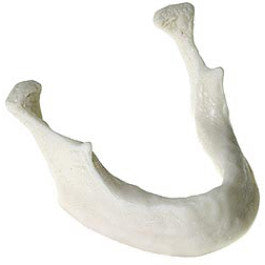 練習用インプラント模型 Teaching Mandible For Implants