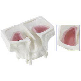 練習用サイナス リフト模型 Teaching Model With Rubber Sinus